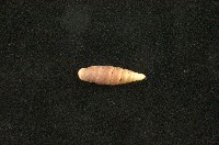 藏品(似謝氏煙管蝸牛)的圖片